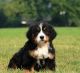 Bernese Mountain Dog Puppies for sale in St Pete Beach, FL, USA. price: NA