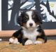 Bernese Mountain Dog Puppies for sale in Millersburg, OH 44654, USA. price: $1,050