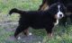 Bernese Mountain Dog Puppies for sale in San Francisco, San Antonio, TX 78201, USA. price: NA