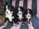 Bernese Mountain Dog Puppies for sale in Austin, TX 78746, USA. price: NA