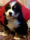 Bernese Mountain Dog Puppies for sale in Hamilton, OH, USA. price: NA
