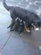 Bernese Mountain Dog Puppies for sale in Washington, DC, USA. price: $475