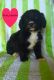 Bernese Mountain Dog Puppies for sale in Cleveland, OH, USA. price: $2,300
