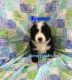 Bernese Mountain Dog Puppies for sale in Smithton, MO 65350, USA. price: $1,500