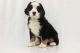Bernese Mountain Dog Puppies for sale in Joplin, MO, USA. price: $1,200