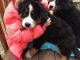 Bernese Mountain Dog Puppies for sale in Doylestown, OH 44230, USA. price: $1,200