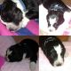 Bernese Mountain Dog Puppies for sale in Lecanto, FL, USA. price: $1,000