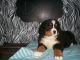 Bernese Mountain Dog Puppies for sale in Holmes County, OH, USA. price: $850