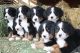 Bernese Mountain Dog Puppies for sale in 58503 Rd 225, North Fork, CA 93643, USA. price: NA