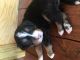 Bernese Mountain Dog Puppies for sale in Bamberg, SC 29003, USA. price: $1,500