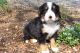 Bernese Mountain Dog Puppies for sale in Canton, OH, USA. price: NA