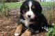 Bernese Mountain Dog Puppies for sale in Canton, OH, USA. price: NA