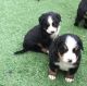 Bernese Mountain Dog Puppies for sale in Bloomfield Ave, Bloomfield, CT 06002, USA. price: $600