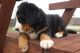 Bernese Mountain Dog Puppies for sale in Detroit, MI, USA. price: NA