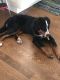 Bernese Mountain Dog Puppies for sale in Fort Lawn, SC 29714, USA. price: $600