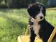 Bernese Mountain Dog Puppies for sale in Jacksonville, FL 32238, USA. price: NA