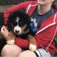 Bernese Mountain Dog Puppies for sale in Brookfield Ave, Staten Island, NY 10308, USA. price: NA