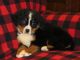 Bernese Mountain Dog Puppies for sale in NJ-3, Clifton, NJ, USA. price: NA