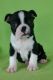 Bernese Mountain Dog Puppies for sale in Phoenix, AZ, USA. price: NA