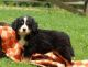Bernese Mountain Dog Puppies for sale in Brooklyn, NY, USA. price: NA