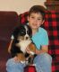 Bernese Mountain Dog Puppies for sale in Nevada St, Newark, NJ 07102, USA. price: NA