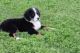 Bernese Mountain Dog Puppies for sale in Cincinnati, OH, USA. price: NA