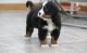 Bernese Mountain Dog Puppies for sale in Omar Ave, Carteret, NJ 07008, USA. price: NA
