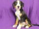 Bernese Mountain Dog Puppies for sale in IA-22, Riverside, IA 52327, USA. price: NA