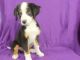 Bernese Mountain Dog Puppies for sale in IA-22, Riverside, IA 52327, USA. price: $900
