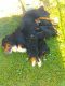 Bernese Mountain Dog Puppies for sale in Montgomery, IN, USA. price: $800