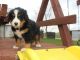 Bernese Mountain Dog Puppies for sale in Fresno, CA, USA. price: NA