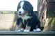 Bernese Mountain Dog Puppies for sale in Boston, MA, USA. price: $650
