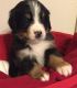 Bernese Mountain Dog Puppies for sale in Harrisburg, PA, USA. price: NA