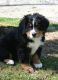 Bernese Mountain Dog Puppies for sale in Miami, FL, USA. price: $400