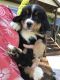 Bernese Mountain Dog Puppies for sale in Millersburg, OH 44654, USA. price: $1,400