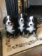 Bernese Mountain Dog Puppies for sale in Chicago, IL, USA. price: $500