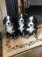 Bernese Mountain Dog Puppies for sale in San Diego, CA, USA. price: NA