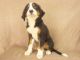 Bernese Mountain Dog Puppies for sale in IA-22, Riverside, IA 52327, USA. price: NA