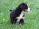 Bernese Mountain Dog Puppies for sale in San Jose, CA, USA. price: NA