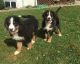 Bernese Mountain Dog Puppies for sale in Cleveland, TX, USA. price: NA