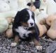 Bernese Mountain Dog Puppies for sale in Grabill, IN 46741, USA. price: NA