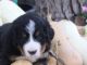 Bernese Mountain Dog Puppies for sale in Grabill, IN 46741, USA. price: $1,600