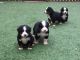 Bernese Mountain Dog Puppies for sale in Houston, TX, USA. price: NA