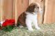 Bernese Mountain Dog Puppies for sale in Thompson Falls, MT 59873, USA. price: NA