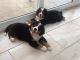 Bernese Mountain Dog Puppies for sale in Philadelphia, PA 19130, USA. price: NA