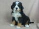 Bernese Mountain Dog Puppies for sale in IA-22, Riverside, IA 52327, USA. price: $1,200