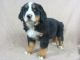 Bernese Mountain Dog Puppies for sale in IA-22, Riverside, IA 52327, USA. price: $1,300