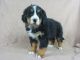 Bernese Mountain Dog Puppies for sale in IA-22, Riverside, IA 52327, USA. price: $1,200