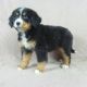 Bernese Mountain Dog Puppies for sale in IA-22, Riverside, IA 52327, USA. price: $1,000