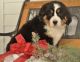 Bernese Mountain Dog Puppies for sale in New York, NY 10013, USA. price: NA
